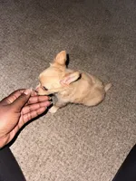 Prince charming, a male Chihuahua for sale in Minneapolis, MN – 3 of 3