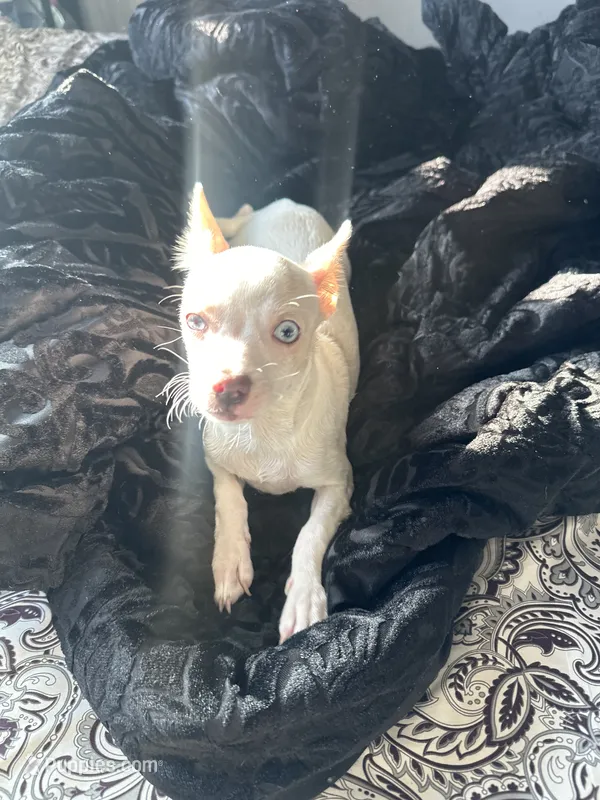Snow white – Chihuahua puppy for sale in Minneapolis, MN