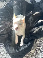 Snow white, a female Chihuahua for sale in Minneapolis, MN – 1 of 3