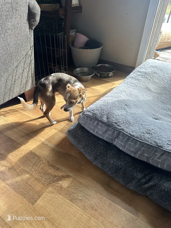 Stuffing, a female Chihuahua for sale in Minneapolis, MN – 1 of 1