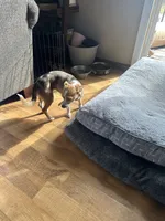 Stuffing, a female Chihuahua for sale in Minneapolis, MN – 1 of 1