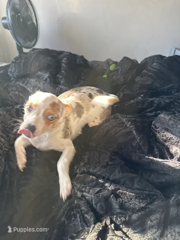 Oreo – Chihuahua puppy for sale in Minneapolis, MN