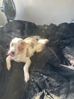 Oreo, a female Chihuahua for sale in Minneapolis, MN – 1 of 4