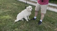 Henry, a male English Cream Golden Retriever for sale in Monroe, TN – Photo 2 of 3