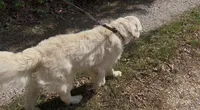 Henry, a male English Cream Golden Retriever for sale in Monroe, TN – Photo 3 of 3