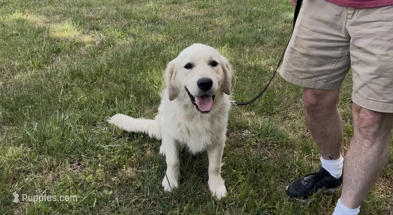 Henry – English Cream Golden Retriever puppy for sale in Monroe, TN