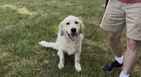 Henry, a male English Cream Golden Retriever for sale in Monroe, TN – Photo 1 of 3