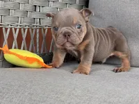 Rambo, a  English Bulldog for sale in Wedowee, AL – 1 of 9