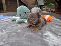 Shorty, a  English Bulldog for sale in Wedowee, AL – 9 of 10