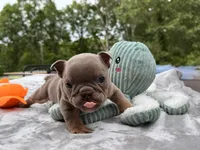 Shorty, a  English Bulldog for sale in Wedowee, AL – 6 of 10