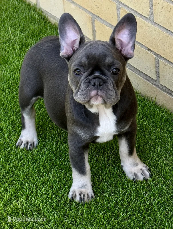 Socks – French Bulldog puppy for sale in Wedowee, AL