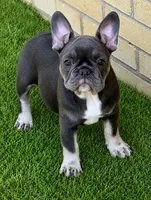 Socks, a female French Bulldog for sale in Wedowee, AL – 1 of 2