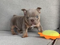 Rambo, a  English Bulldog for sale in Wedowee, AL – 6 of 9