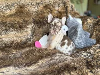 Autumn, a female French Bulldog for sale in Wedowee, AL – Photo 2 of 4