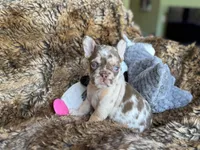 Autumn, a female French Bulldog for sale in Wedowee, AL – Photo 4 of 4