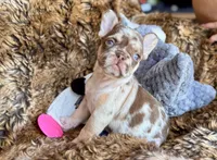 Autumn, a female French Bulldog for sale in Wedowee, AL – Photo 1 of 4