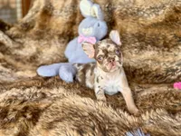 Autumn, a female French Bulldog for sale in Wedowee, AL – Photo 3 of 4