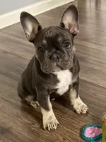 Socks, a female French Bulldog for sale in Wedowee, AL – 2 of 2