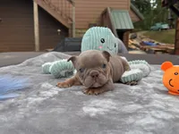 Shorty, a  English Bulldog for sale in Wedowee, AL – 8 of 10