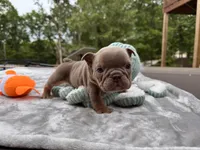 Shorty, a  English Bulldog for sale in Wedowee, AL – 7 of 10