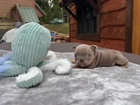 Shorty, a  English Bulldog for sale in Wedowee, AL – 10 of 10