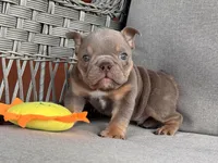 Rambo, a  English Bulldog for sale in Wedowee, AL – 2 of 9