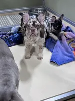 Carol, a male French Bulldog for sale in Wedowee, AL – Photo 3 of 4