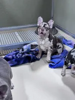 Carol, a male French Bulldog for sale in Wedowee, AL – Photo 4 of 4