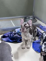 Carol, a male French Bulldog for sale in Wedowee, AL – Photo 1 of 4