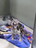 Carol, a male French Bulldog for sale in Wedowee, AL – Photo 2 of 4