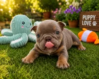 Shorty, a  English Bulldog for sale in Wedowee, AL – 2 of 10