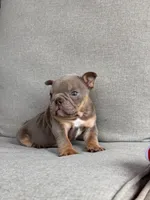 Rambo, a  English Bulldog for sale in Wedowee, AL – 9 of 9