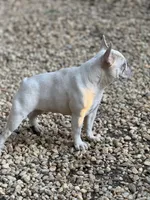 Goldie, a female French Bulldog for sale in Wedowee, AL – Photo 2 of 3