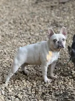 Goldie, a female French Bulldog for sale in Wedowee, AL – Photo 3 of 3