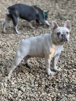 Goldie, a female French Bulldog for sale in Wedowee, AL – Photo 1 of 3