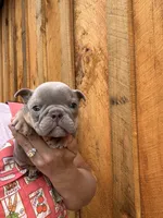 Shorty, a  English Bulldog for sale in Wedowee, AL – 5 of 10