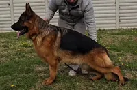 AKC Money Back Warranty, a  German Shepherd Dog for sale in Wheeling, WV – Photo 2 of 2