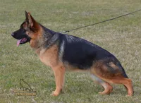 AKC Money Back Warranty, a  German Shepherd Dog for sale in Wheeling, WV – Photo 1 of 2
