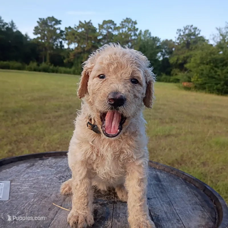 Nilla – Goldendoodle puppy for sale in Carriere, MS