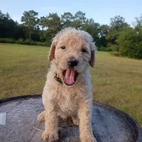Nilla, a female Goldendoodle for sale in Carriere, MS – 1 of 9