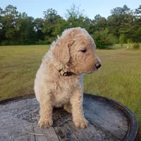 Nilla, a female Goldendoodle for sale in Carriere, MS – 4 of 9