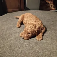 Purple , a female Goldendoodle for sale in Carriere, MS – 4 of 9