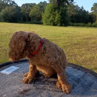 Ruby , a female Goldendoodle for sale in Carriere, MS – 2 of 8