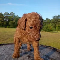 Ruby , a female Goldendoodle for sale in Carriere, MS – 4 of 8