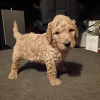 Christopher , a male Goldendoodle for sale in Carriere, MS – 7 of 9