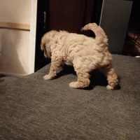 Christopher , a male Goldendoodle for sale in Carriere, MS – 8 of 9