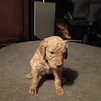 Pink, a female Goldendoodle for sale in Carriere, MS – 7 of 10