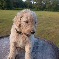Nilla, a female Goldendoodle for sale in Carriere, MS – 3 of 9