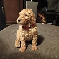 Pink, a female Goldendoodle for sale in Carriere, MS – 10 of 10