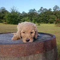 Orange 🧡🍊, a female Goldendoodle for sale in Carriere, MS – 6 of 9